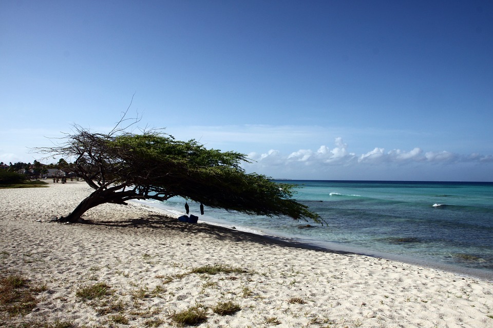 A Shade Tree on a Beach in Aruba