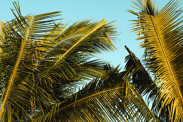 Coconut trees in one of the must-see beaches in Jamaica.