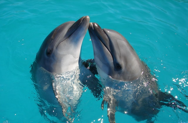 Dolphins in a pool.