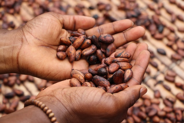 Person holding some cocoa beans.