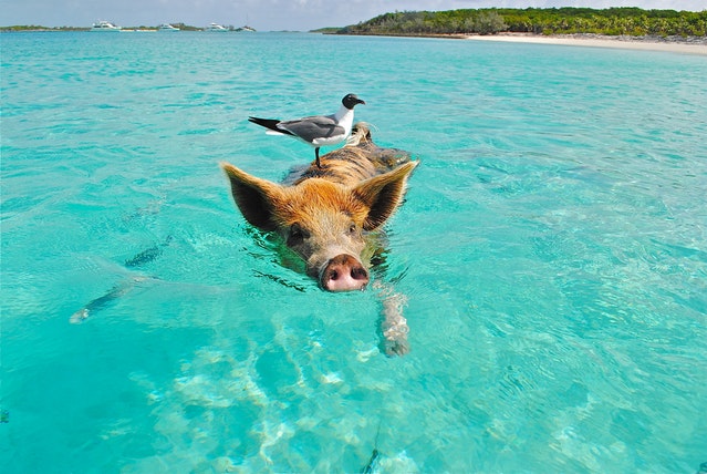 A pig swimming.