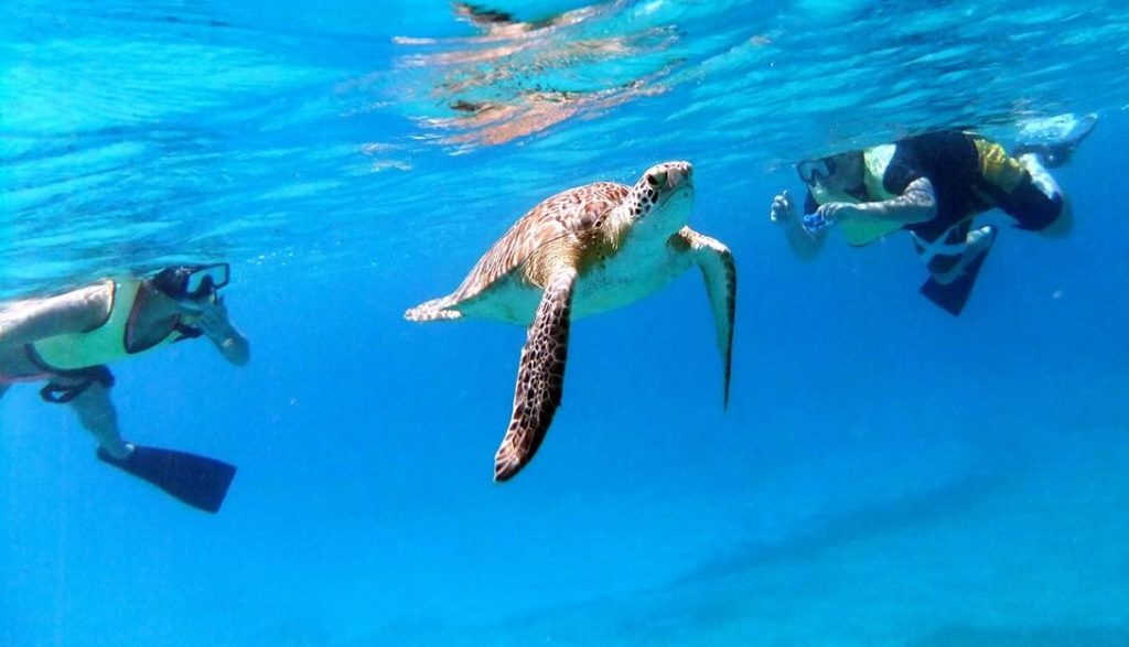 Two snorkelers and a sea turtle