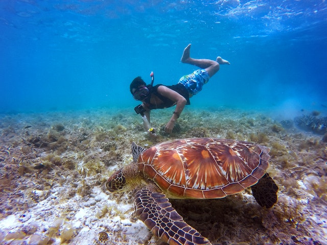 A person diving next to a turtle.