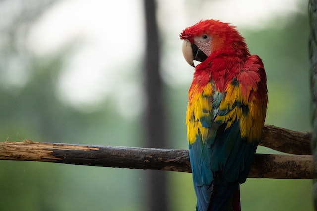 A colorful macaw standing on a branch, looking at the camera.