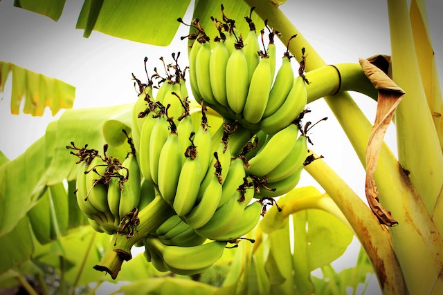 Plantains on a tree