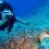 Caribbean Escapes: Scuba Diving Adventures in Your New Home