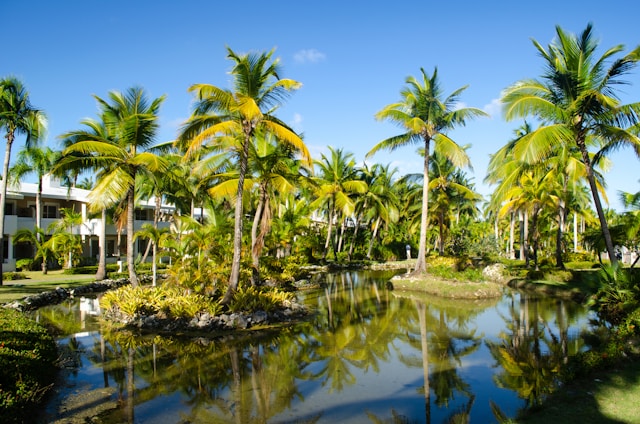 Palm trees in the Melia Caribe Beach Resort 