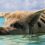 Discover Pig Beach, Exuma Bahamas