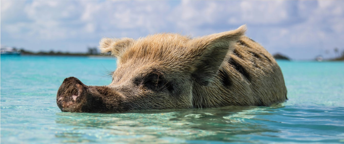 Pig swimming in Exuma Bahamas