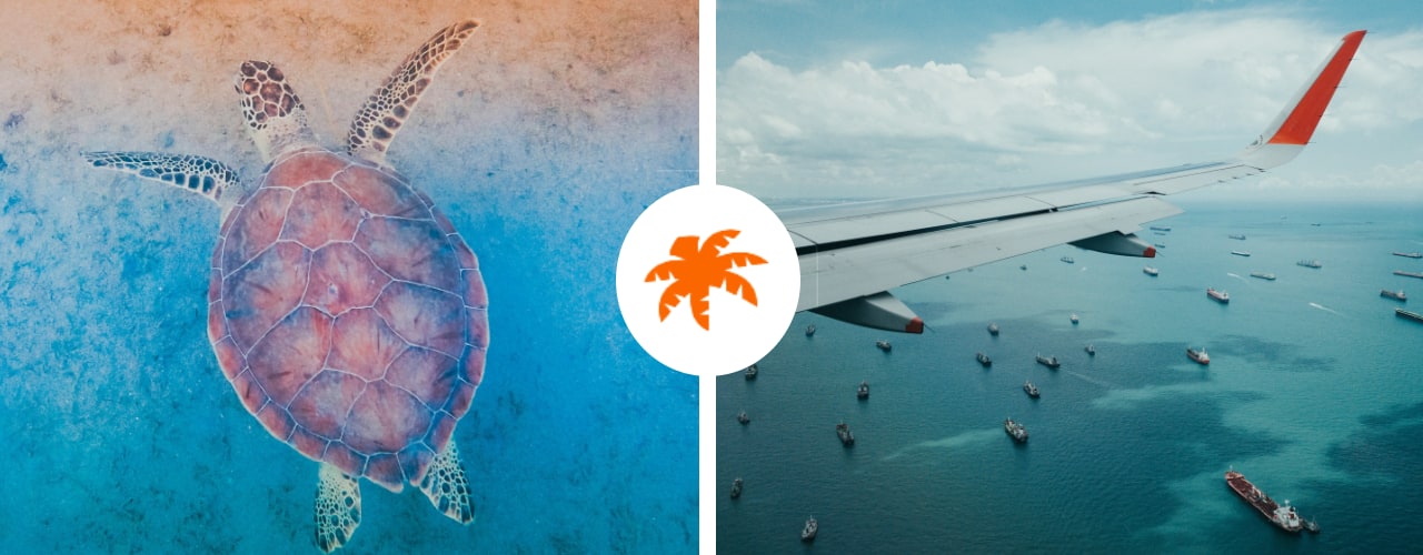 Turtle and airplane wing