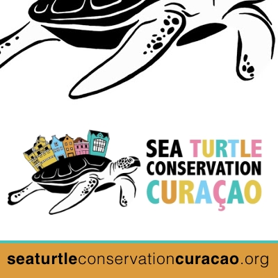 Sea Turtle Conservation in Curaçao